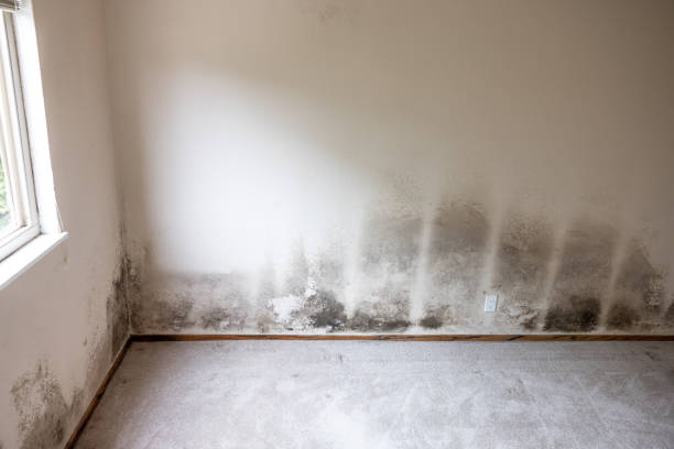 Best Industrial Mold Remediation  in North Highlands, CA